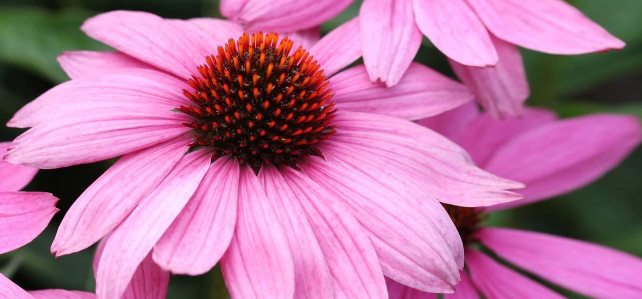 Benefits of Echinacea Supplements