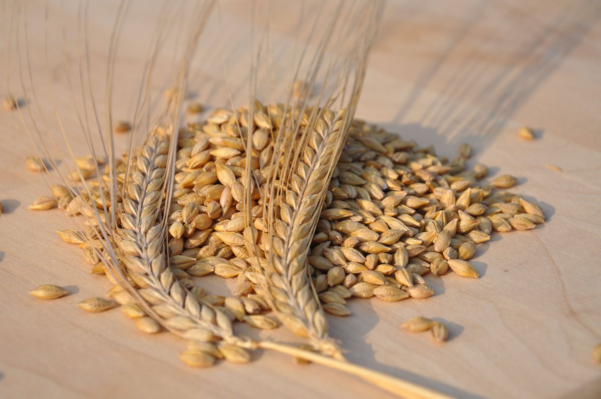 Health Benefits of Barley