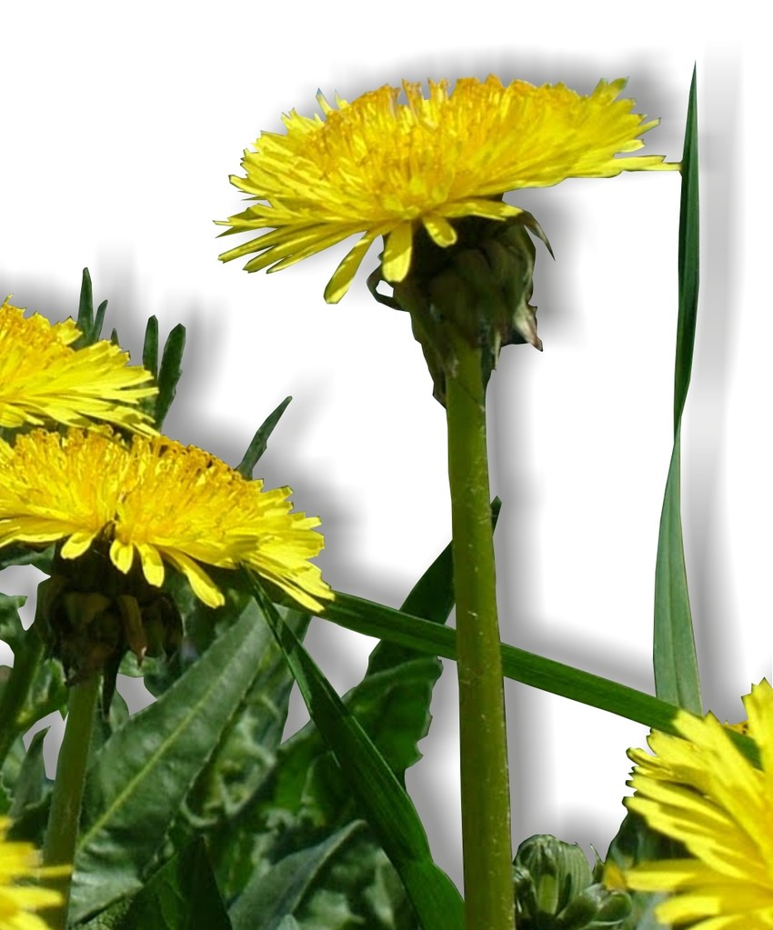 The Comprehensive Guide to the Benefits of Dandelion Supplements