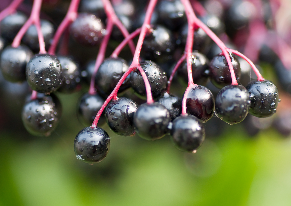 The Comprehensive Guide to the Benefits of Elderberry Supplements