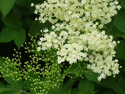 The Comprehensive Guide to the Benefits of Elderflower Supplements