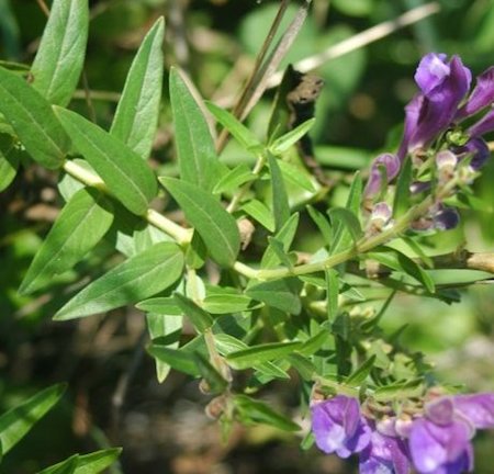 The Comprehensive Guide to the Benefits of Skullcap Supplements